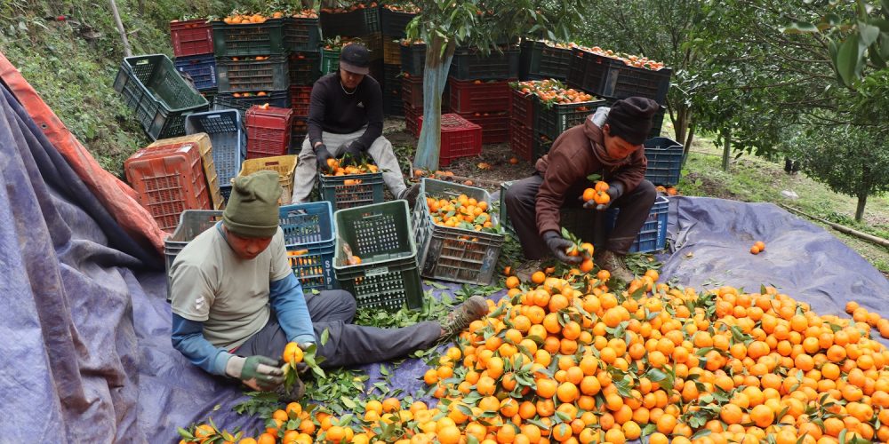 म्याग्दीको अन्नपूर्ण गाउँपालिकाका किसानले सुन्तला...