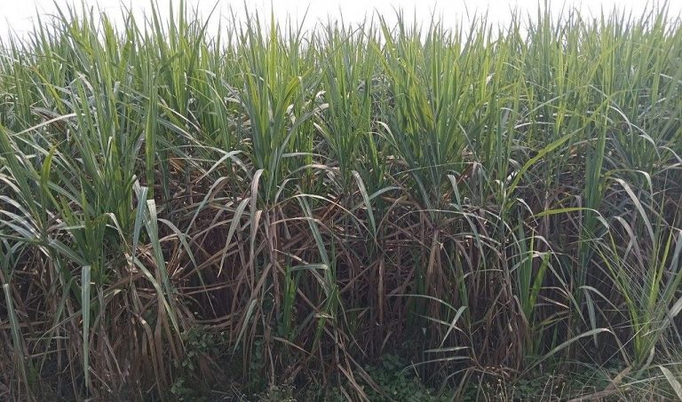 सरकारले उखुको समर्थन मूल्य निर्धारण गर्न सकेन,किसान चिन्तित