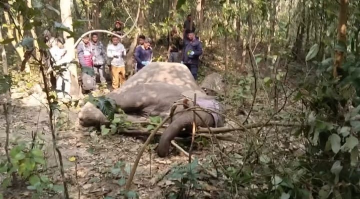जङ्गलमा देखा परेको घाईते हात्तीको उपचार