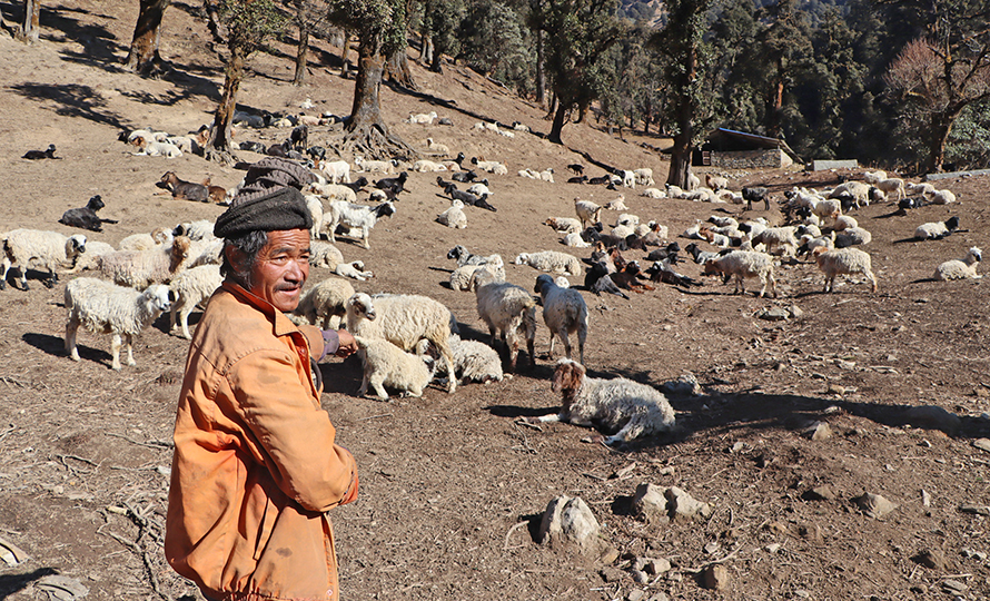 जुम्लामा भेडापालन बढाउन १८ हजारका दरले गोठालो भत्ता वितरण